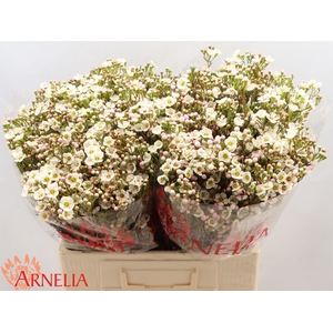 Chamelaucium Janelle