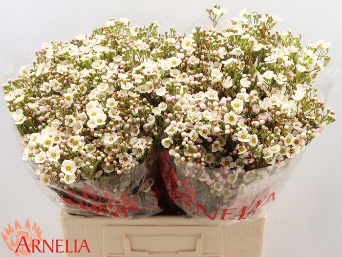 <h4>Chamelaucium Janelle</h4>