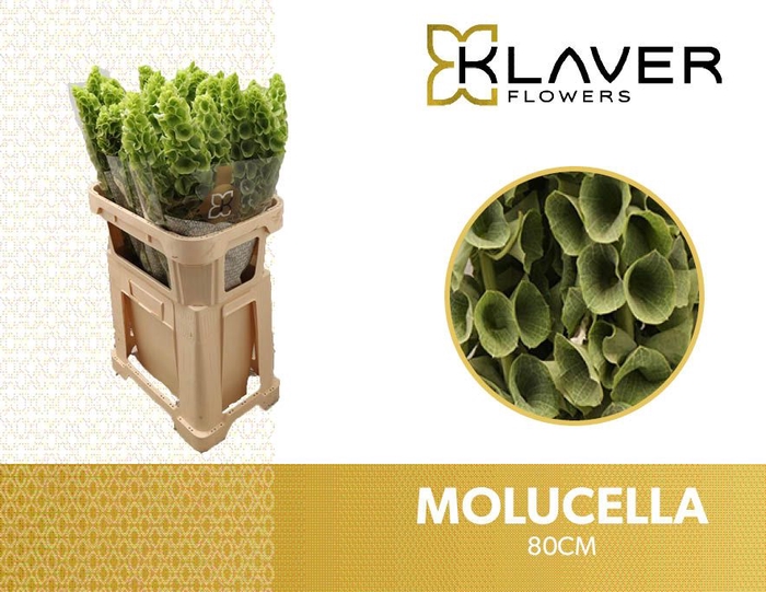<h4>Molucella Klaver</h4>
