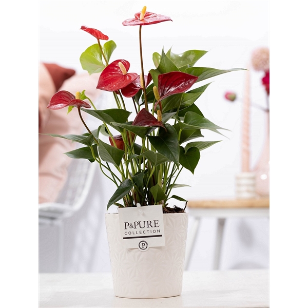 <h4>Anthurium red (Micra) in P&PURE Juliette cer. white</h4>