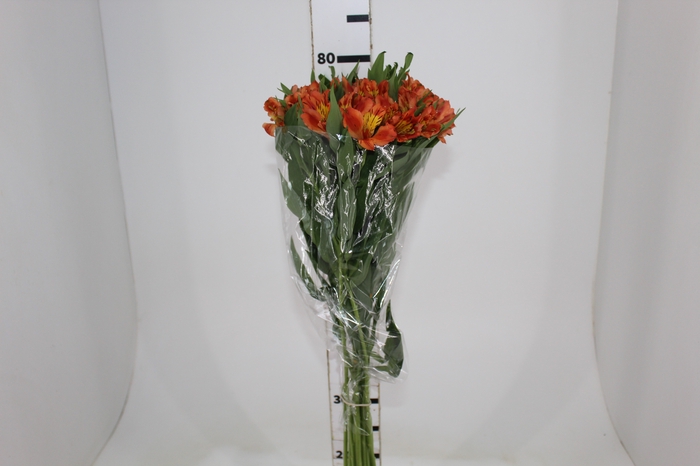 <h4>ALSTROEMERIA ORANGE QUEEN 080 CM</h4>