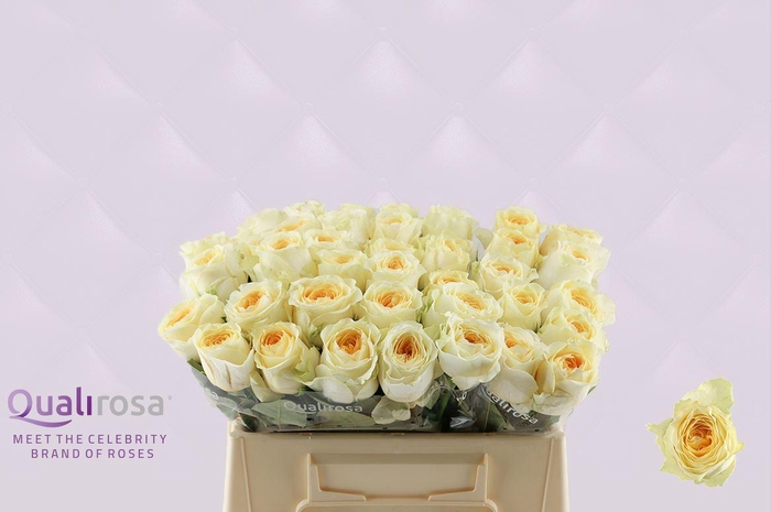 <h4>R Gr Buttercup</h4>