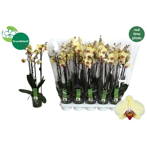 PHAL DESERT BREEZE