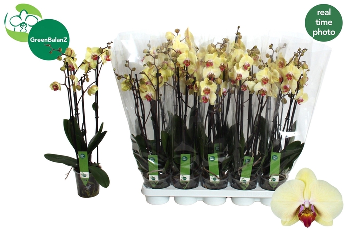 <h4>PHAL DESERT BREEZE</h4>