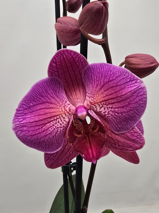 <h4>Limited 83 week 10</h4>