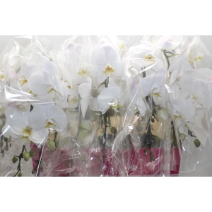PHALAENOPSIS CASCATA P15 BRANCO 2 HT
