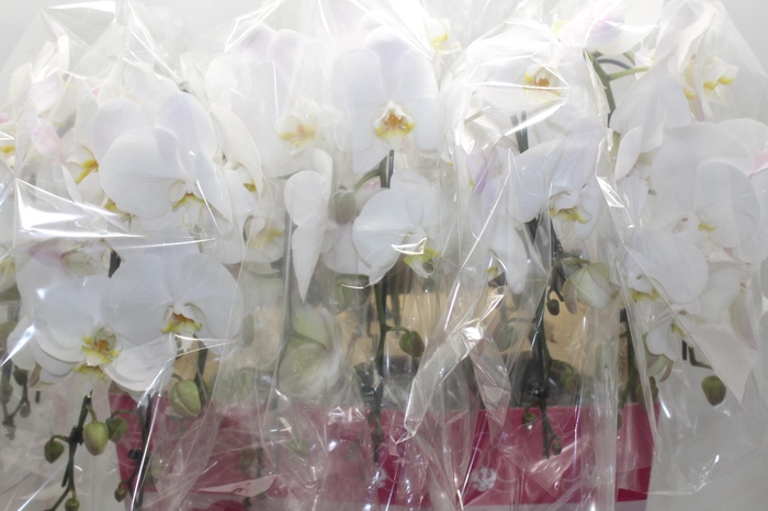 <h4>PHALAENOPSIS CASCATA P15 BRANCO 2 HT</h4>