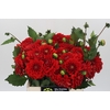 Dahlia Red Cap