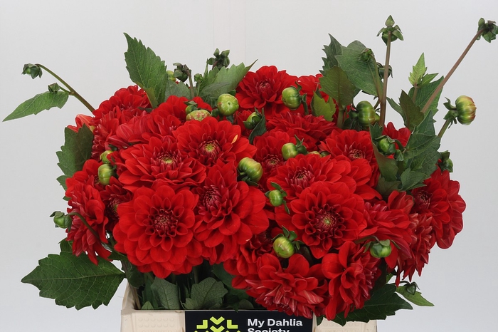 <h4>Dahlia Red Cap</h4>