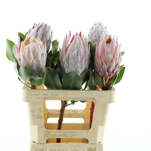 PROTEA CYNAROIDES