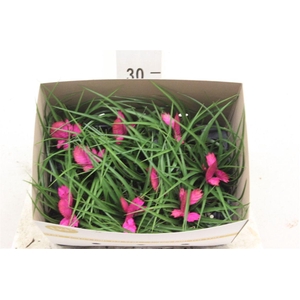 Tillandsia cyanea 'Jos