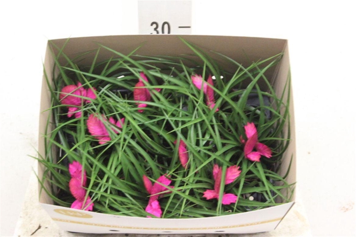 <h4>Tillandsia cyanea 'Jos</h4>