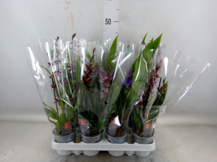 <h4>Orchideeen   ...mix</h4>