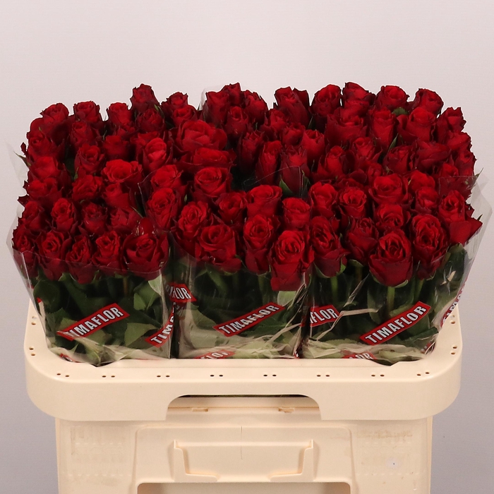 <h4>R GR UPPER CLASS</h4>