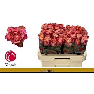 Rosa a grande fleur Capriola
