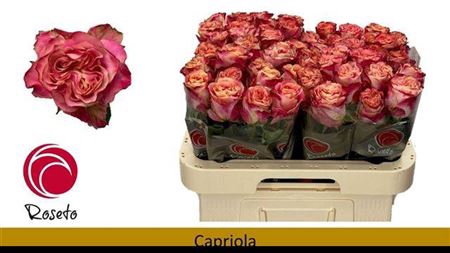 <h4>Rosa a grande fleur Capriola</h4>