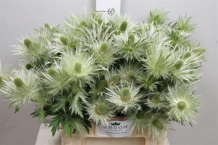 <h4>Eryn Love Whit Green</h4>