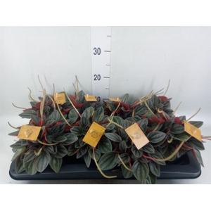 Peperomia caperata 'Santorini'