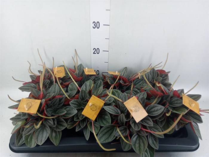 <h4>Peperomia caperata 'Santorini'</h4>