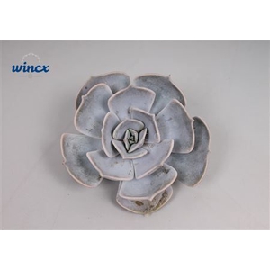 Echeveria Lilacina Cutflower Wincx-14cm