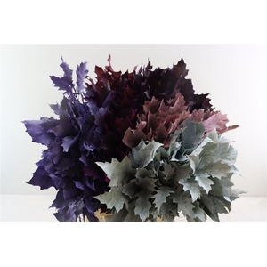Quercus Rubra Frosted Mix 5 Kl