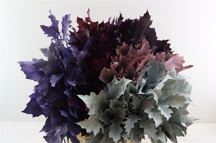 <h4>Quercus Rubra Frosted Mix 5 Kl</h4>