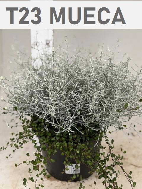 <h4>LEUCOPH BROWNII</h4>