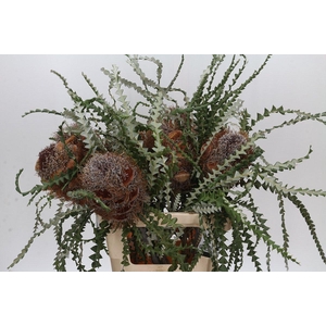 Banksia Speciosa Cones Hairy