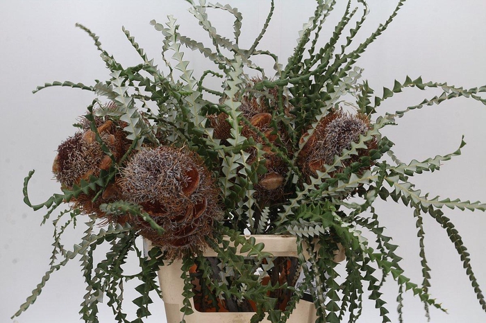 <h4>Banksia Speciosa Cones Hairy</h4>