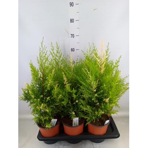 Cupressus macro. 'Snowcrest'