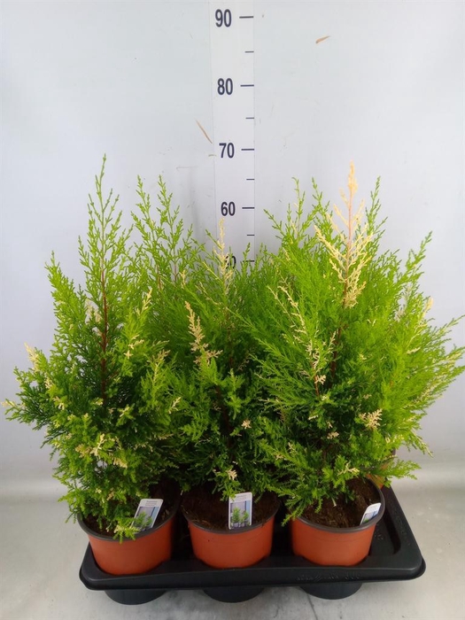 <h4>Cupressus macro. 'Snowcrest'</h4>