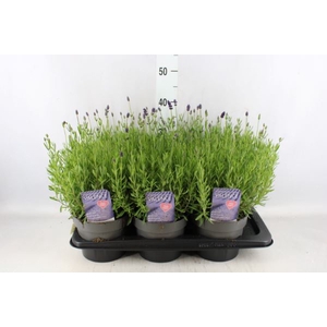Lavandula angus.