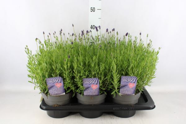 <h4>Lavandula angus.</h4>