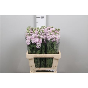 Matth Figaro L Rose