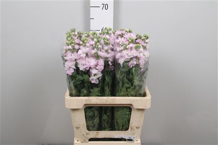 <h4>Matth Figaro L Rose</h4>