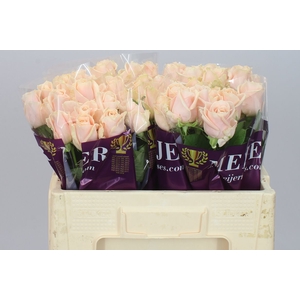 Rosa Gr Avalanche Pearl
