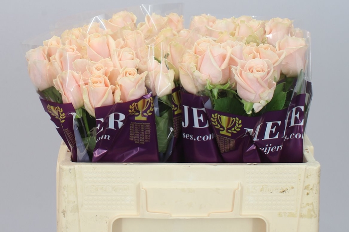 <h4>Rosa Gr Avalanche Pearl</h4>