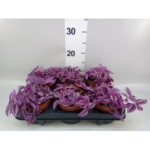 Tradescantia zebr. 'Pink Paradise'