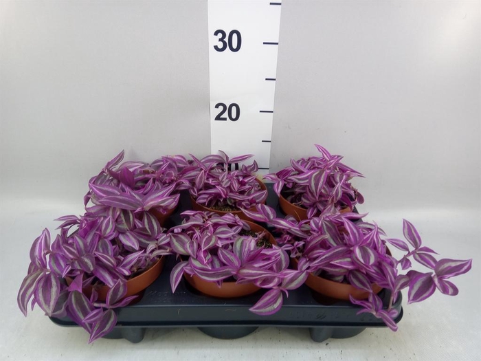 <h4>Tradescantia zebr. 'Pink Paradise'</h4>
