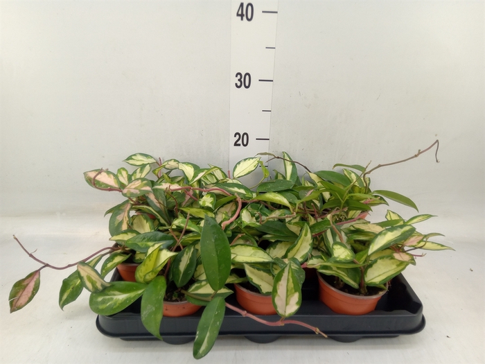 <h4>Hoya carnosa 'Tricolor'</h4>