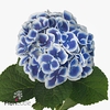 Hydrangea beau dali