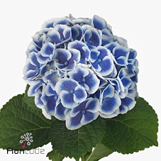 Hydrangea beau dali