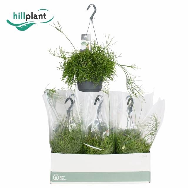 <h4>RHIPSALIS BA OASIS</h4>