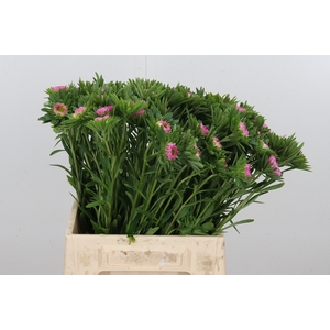 Callistephus Mats Roze