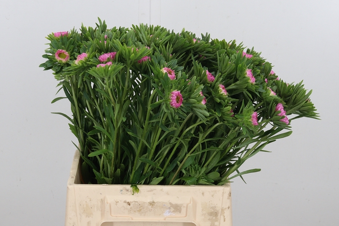 <h4>Callistephus Mats Roze</h4>