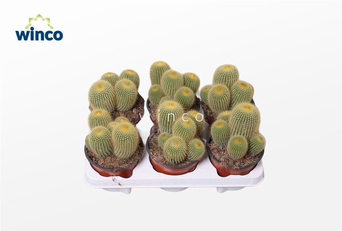 <h4>Notocactus Leninghausii (group)</h4>