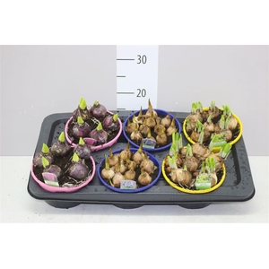 Bolbloemen Gemengd In Schaal Colour