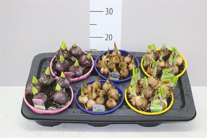 <h4>Bolbloemen Gemengd In Schaal Colour</h4>