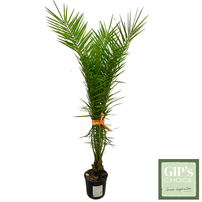 <h4>Phoenix canariensis Bush P24</h4>