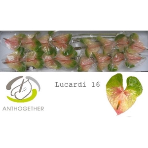 Anth A Lucardi 11 cm X16 Spek Flowers
